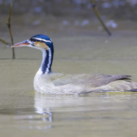 Sungrebe